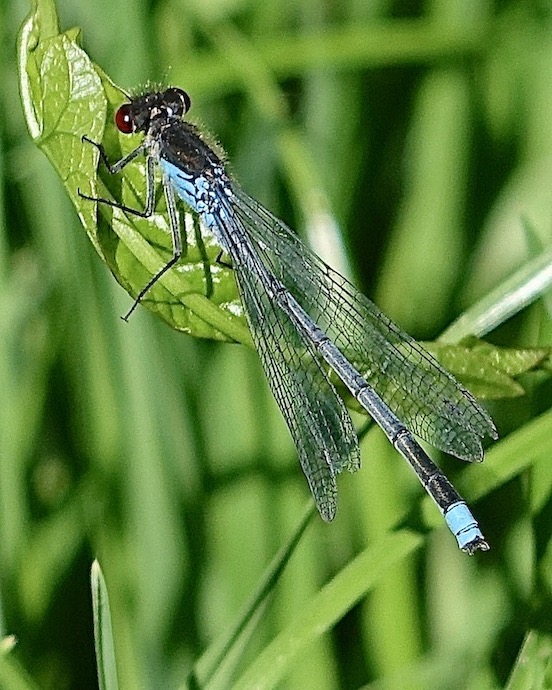 red-eyed damselfly